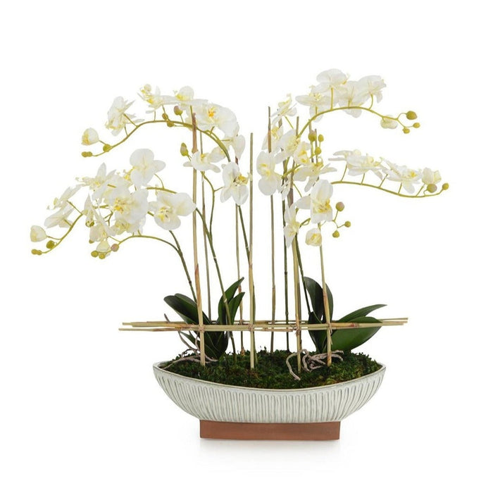 John Richard Reed Orchids