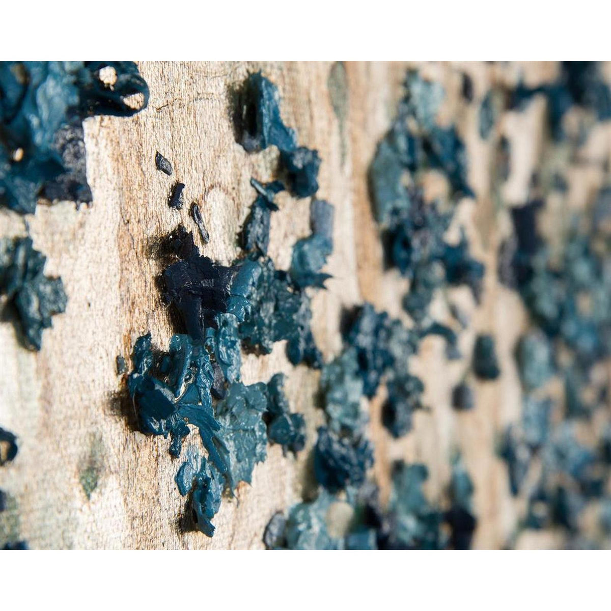 John Richard Teng Fei's Silvered Dogwood Wall Art